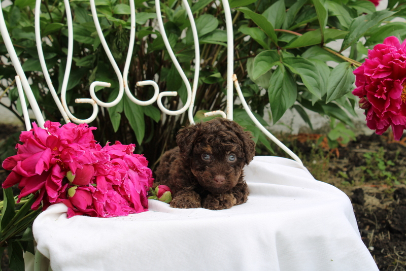 puppy, for, sale, , Matthew B. Stoltzfus, dog, breeder, Gap, PA, dog-breeder, puppy-for-sale, forsale, nearby, find, puppyfind, locator, puppylocator, aca